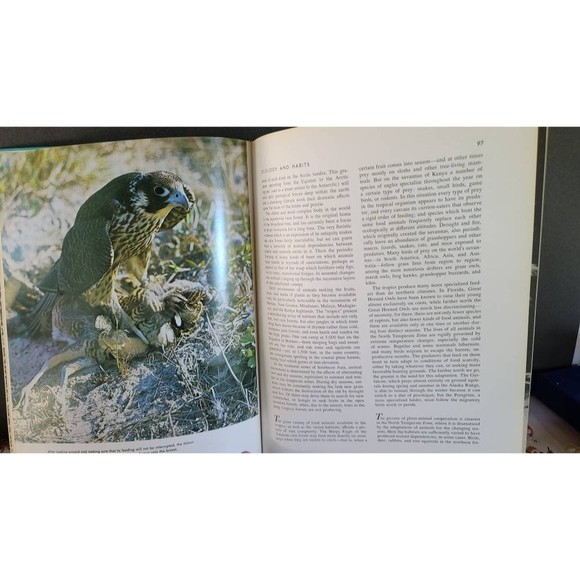 Birds of Prey of the World - Picture 6 of 10